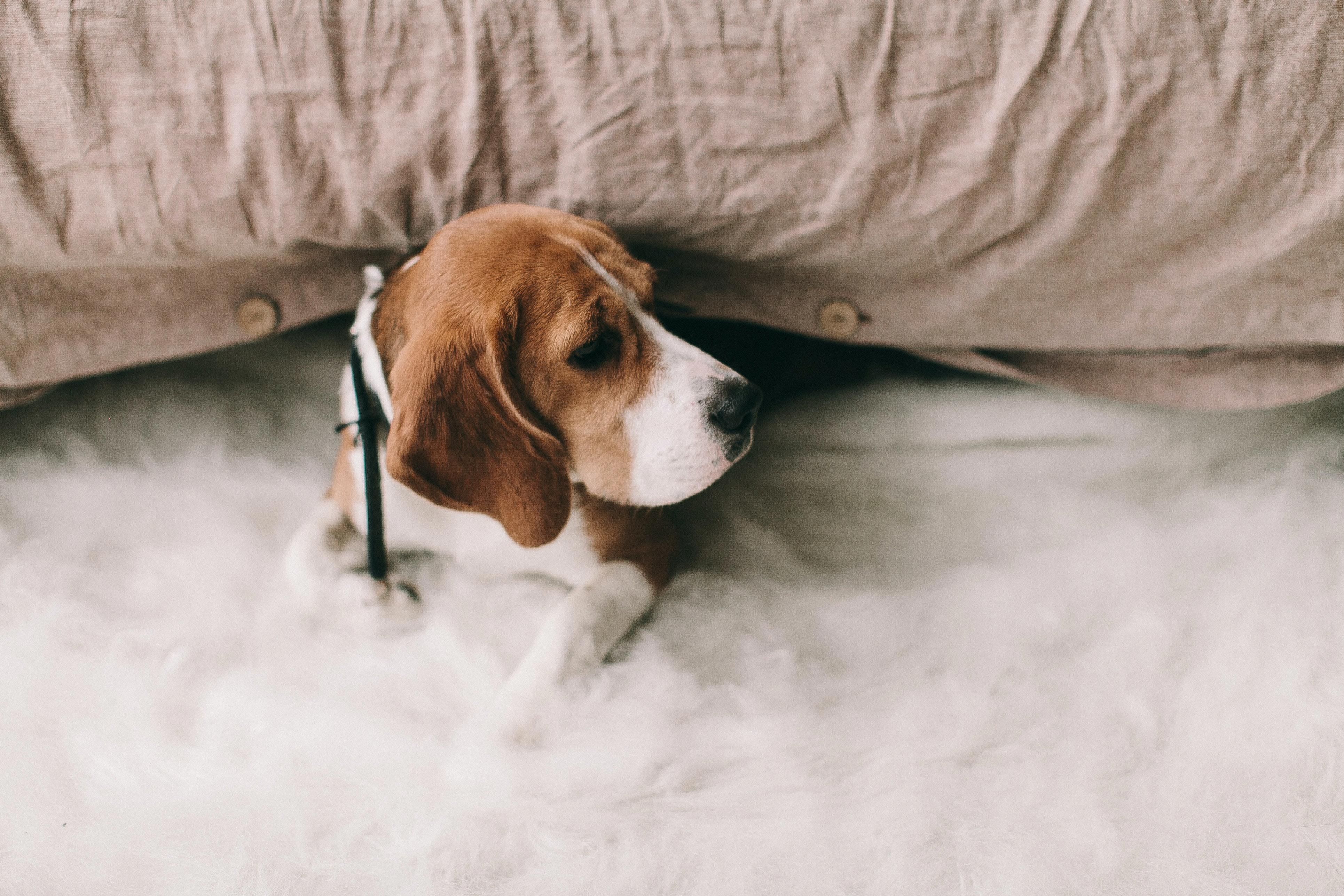 The Companies Who Utilize Beagles for Testing: A Comprehensive Guide